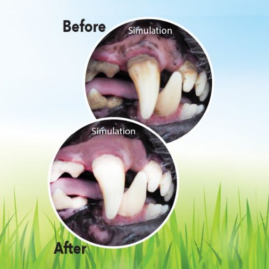 Meatball.ThatDailyDeal EXTREME SGD Chew Brush for Dogs Works