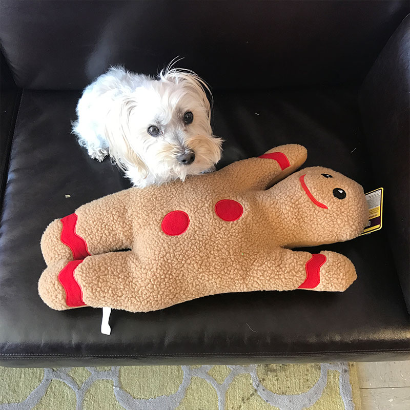 Meatball.ThatDailyDeal EXTREME SGD Jumbo 23IN Gingerbread Man Dog